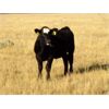 Image 9 : Jen-Ty Gelbviehs - 650# Steer Calves - 25 Head (Rosemary, AB)