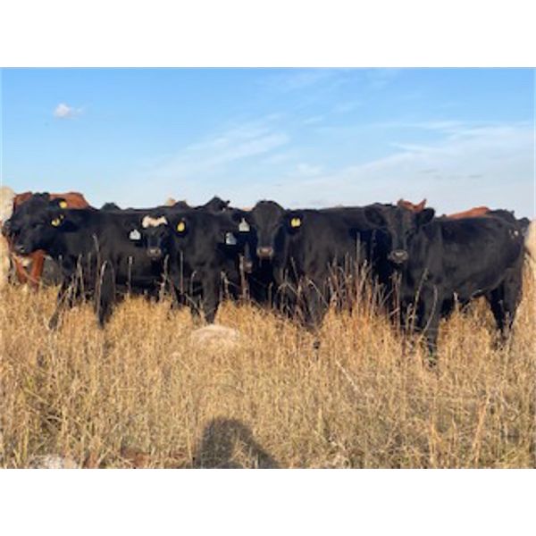 Ranchers Livestock Ltd. - 875# Steers - 70 Head (Cromer, MB)