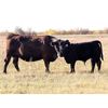 Image 3 : Coteau Ranch - 600# Steer Calves - 100 Head (Kisbey, SK)