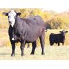 Image 4 : Coteau Ranch - 600# Steer Calves - 100 Head (Kisbey, SK)
