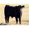 Image 6 : Coteau Ranch - 600# Steer Calves - 100 Head (Kisbey, SK)