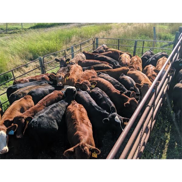 K4 Land & Cattle - 600# Steer Calves - 95 Head (Eriksdale, MB)