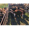Image 2 : K4 Land & Cattle - 600# Steer Calves - 95 Head (Eriksdale, MB)