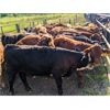 Image 3 : K4 Land & Cattle - 600# Steer Calves - 95 Head (Eriksdale, MB)