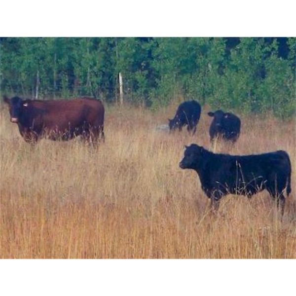 Brent Mountain Angus - 585# Steer Calves - 60 Head (Penticton, BC)