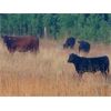 Image 1 : Brent Mountain Angus - 585# Steer Calves - 60 Head (Penticton, BC)