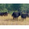 Image 3 : Brent Mountain Angus - 585# Steer Calves - 60 Head (Penticton, BC)