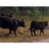 Image 4 : Brent Mountain Angus - 585# Steer Calves - 60 Head (Penticton, BC)