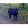 Image 6 : Brent Mountain Angus - 585# Steer Calves - 60 Head (Penticton, BC)