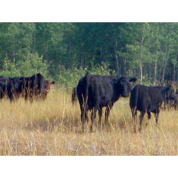 Brent Mountain Angus - 540# Heifer Calves - 45 Head (Penticton, BC)