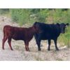 Image 2 : Brent Mountain Angus - 540# Heifer Calves - 45 Head (Penticton, BC)