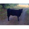 Image 4 : Brent Mountain Angus - 540# Heifer Calves - 45 Head (Penticton, BC)