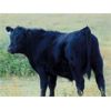 Image 2 : Culligan Ranching - 560# Steer Calves - 50 Head (Maple Creek, SK)