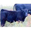 Image 3 : Culligan Ranching - 560# Steer Calves - 50 Head (Maple Creek, SK)