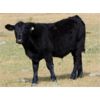 Image 5 : Culligan Ranching - 560# Steer Calves - 50 Head (Maple Creek, SK)
