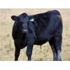 Image 6 : Culligan Ranching - 560# Steer Calves - 50 Head (Maple Creek, SK)