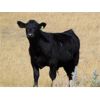 Image 7 : Culligan Ranching - 560# Steer Calves - 50 Head (Maple Creek, SK)