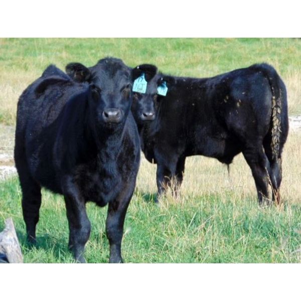 Deschamps Bros. - 600# Steer Calves - 90 Head (Patricia, AB)