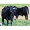 Image 1 : Deschamps Bros. - 600# Steer Calves - 90 Head (Patricia, AB)