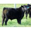 Image 2 : Deschamps Bros. - 600# Steer Calves - 90 Head (Patricia, AB)