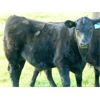 Image 3 : Deschamps Bros. - 600# Steer Calves - 90 Head (Patricia, AB)