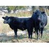 Image 4 : Deschamps Bros. - 600# Steer Calves - 90 Head (Patricia, AB)
