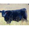 Image 5 : Deschamps Bros. - 600# Steer Calves - 90 Head (Patricia, AB)