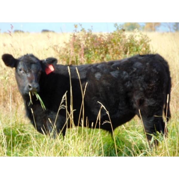 Deschamps Bros. - 520# Steer Calves - 90 Head (Patricia, AB)