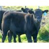 Image 3 : Deschamps Bros. - 520# Steer Calves - 90 Head (Patricia, AB)