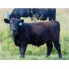 Image 5 : Deschamps Bros. - 520# Steer Calves - 90 Head (Patricia, AB)