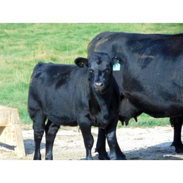 Deschamps Bros. - 475# Heifer Calves - 70 Head (Patricia, AB)