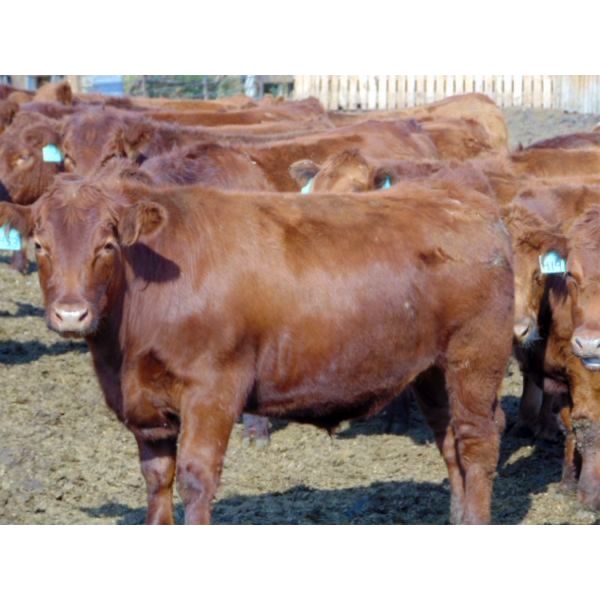 Integrity Ranch - 1080# Steers - 115 Head (Cessford, AB)