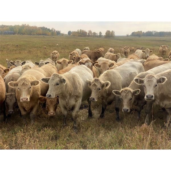 Jeff & Jenise Robertson - 1040# Heifers - 180 Head (Gainford, AB)