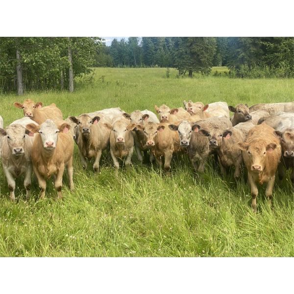 Midpoint Farms - 950# Heifers - 201 Head (Drayton Valley, AB)