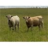 Image 4 : Midpoint Farms - 950# Heifers - 201 Head (Drayton Valley, AB)