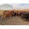 Image 5 : Soderglen Ranches Ltd. - 1075# Heifers - 120 Head (Airdrie, AB)