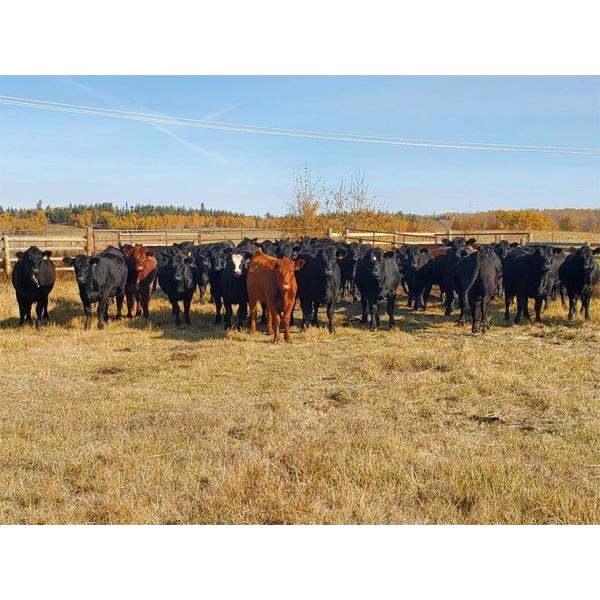 BN Ranch - 940# Heifers - 123 Head (Boyle, AB)