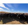Image 2 : BN Ranch - 940# Heifers - 123 Head (Boyle, AB)