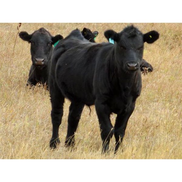 John Peterson - 550# Steer Calves - 160 Head (Leader, SK)