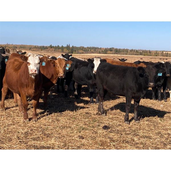 Hines Ranching Co. Ltd. - 840# Heifers - 75 Head (Marwayne, AB)