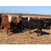 Image 1 : Hines Ranching Co. Ltd. - 840# Heifers - 75 Head (Marwayne, AB)