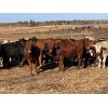 Image 5 : Hines Ranching Co. Ltd. - 840# Heifers - 75 Head (Marwayne, AB)