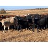 Image 6 : Hines Ranching Co. Ltd. - 840# Heifers - 75 Head (Marwayne, AB)