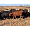 Image 7 : Hines Ranching Co. Ltd. - 840# Heifers - 75 Head (Marwayne, AB)