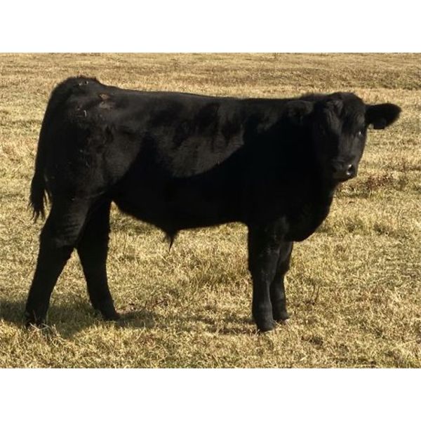 Bar 27 Stock Farms - 600# Steer Calves - 45 Head (Spruce View, AB)