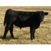 Image 1 : Bar 27 Stock Farms - 600# Steer Calves - 45 Head (Spruce View, AB)