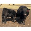 Image 2 : Bar 27 Stock Farms - 600# Steer Calves - 45 Head (Spruce View, AB)
