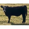 Image 4 : Bar 27 Stock Farms - 600# Steer Calves - 45 Head (Spruce View, AB)