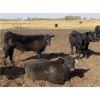 Image 5 : Bar 27 Stock Farms - 600# Steer Calves - 45 Head (Spruce View, AB)