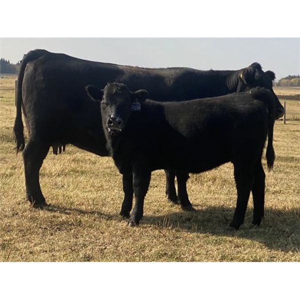 Bar 27 Stock Farms - 600# Heifer Calves - 65 Head (Spruce View, AB)